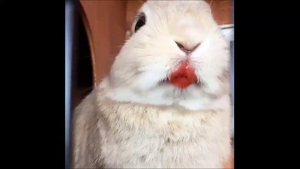 Un lapin trop mignon mange des fraises...