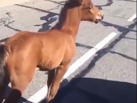 Nice guy rescues baby horse stuck on the road