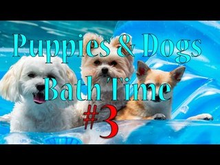 Dogs & Puppies Bath Time Compilation #3 [POOL EDITION] | DogsAreAwesome