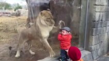 A Lioness Tries To Play With Baby From Behind The Glass