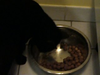 Joy la voleuse de croquettes 12-12-2015