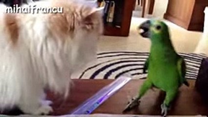 Funny Parrots Annoying Cats Compilation