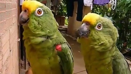 Зеленые смешные попугаи поют и свистят