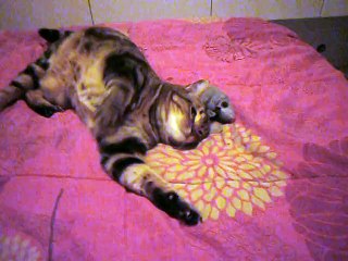 Blondie en transe grâce à la souris magique (valériane à l'intérieur) 17-11-2015