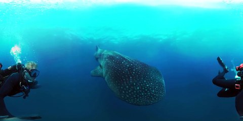 Whale Sharks: Giants of the Deep (360 Video)