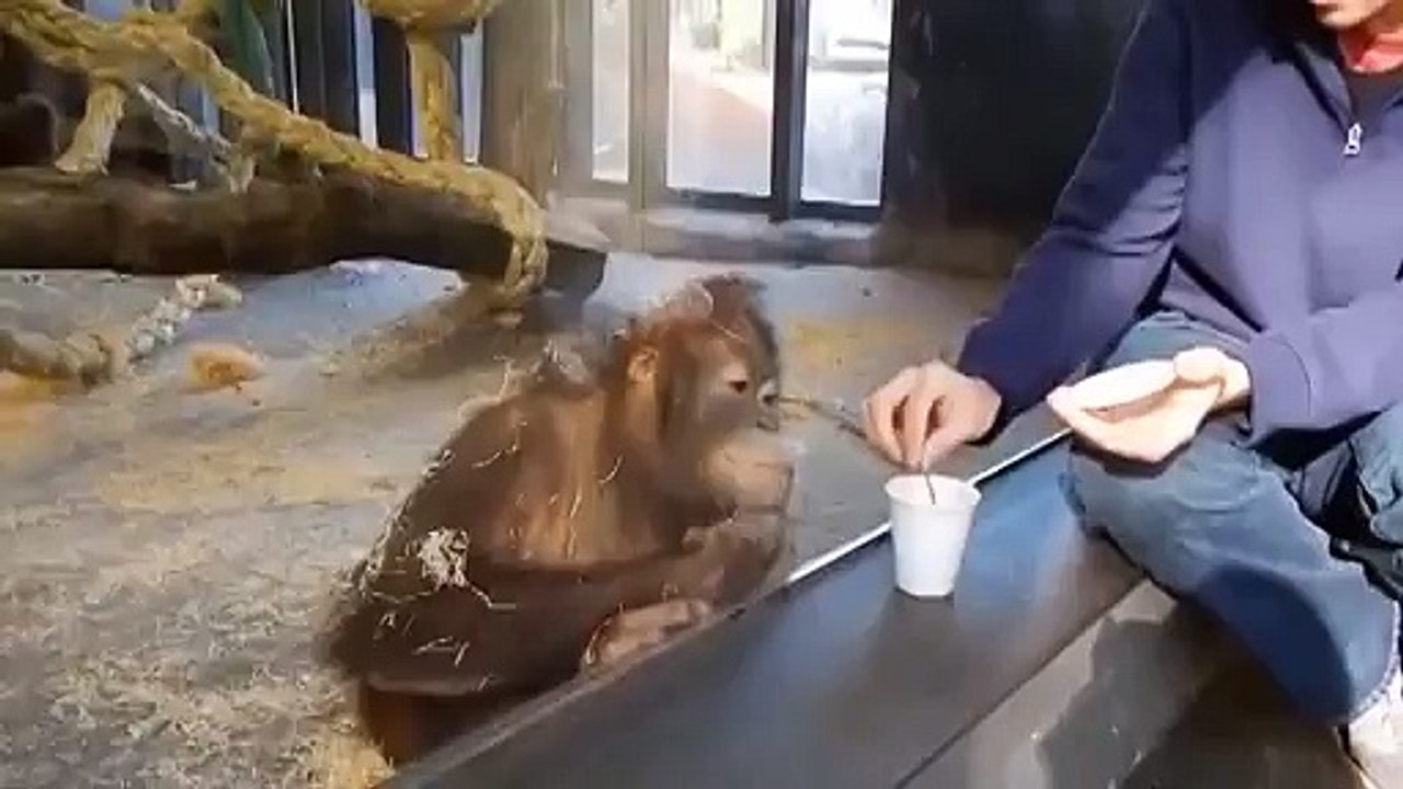 Monkey Laughs at Magic Trick
