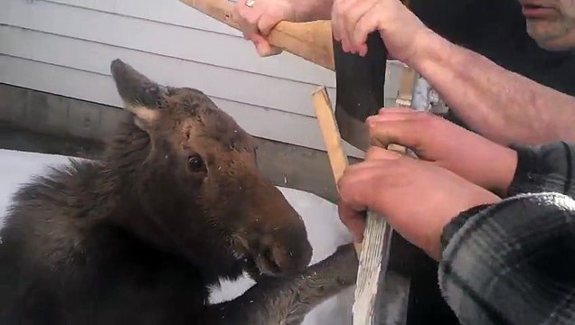 Baby Moose rescued : the animal was stuck in a fence...