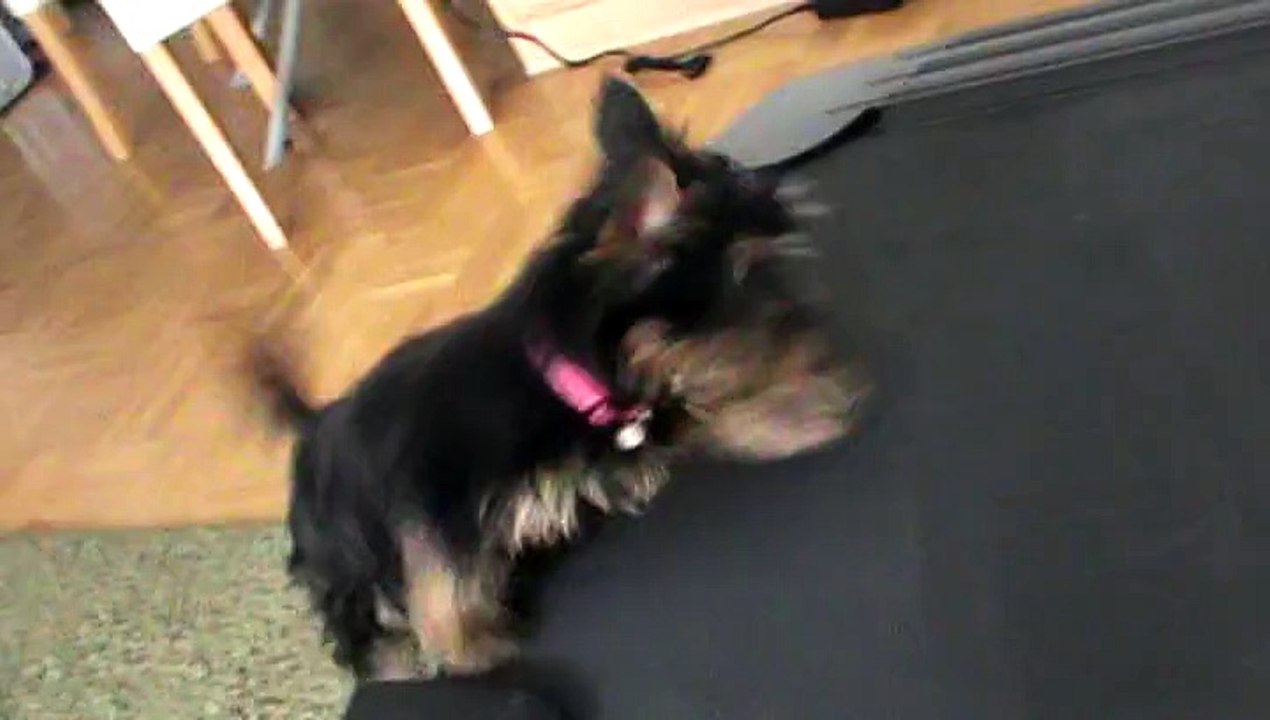 Yorkie - Yorkshire terrier Puppy Fitness training