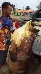 Des villageois attrapent un monster fish