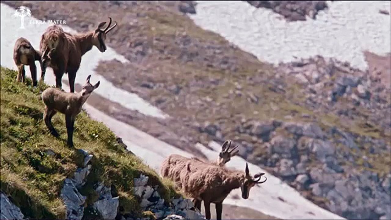 Aigle vs chamois by goldfinger