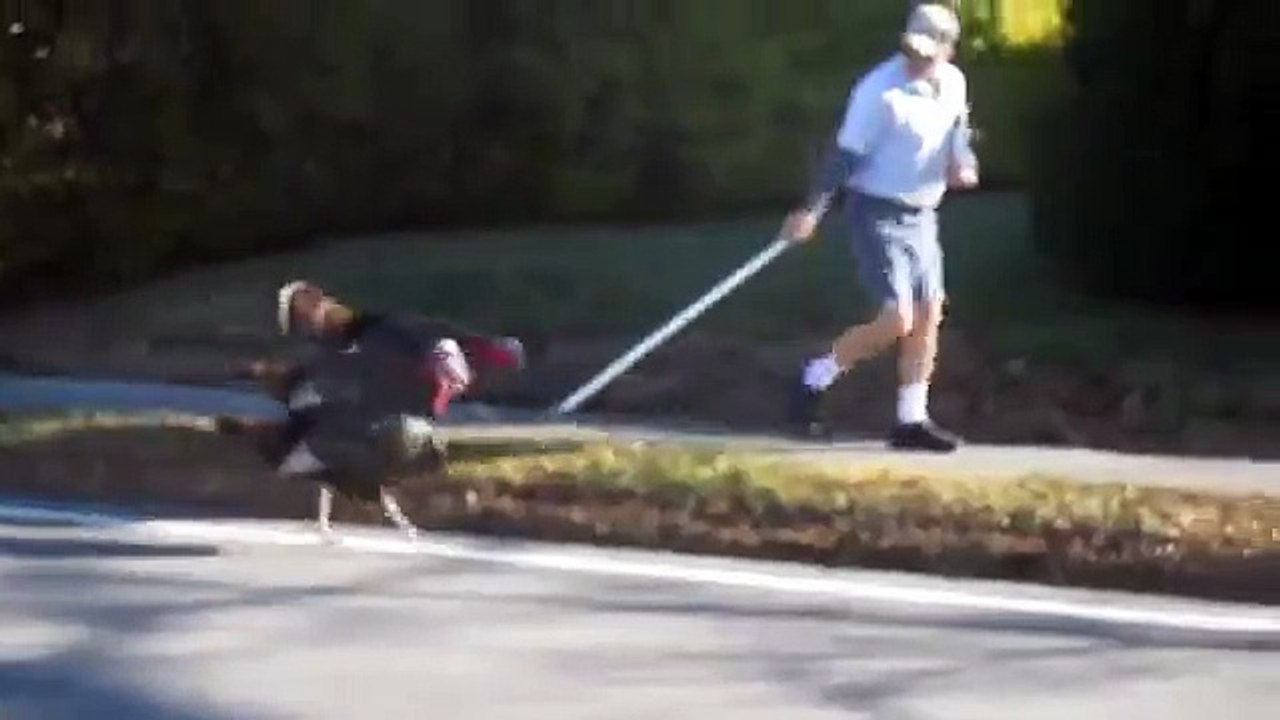 Facteur vs dindes by goldfinger