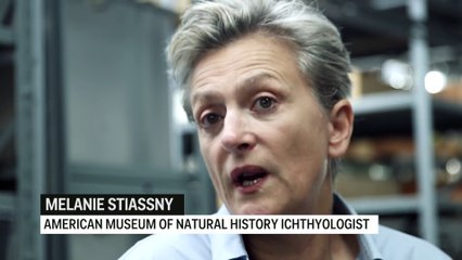 Ancient Fish Discovery - BuzzFeed+