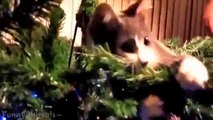 BEST COMPILATION FUNNY CATS and Christmas tree, Funny Compilation Video with CATS KITTENS