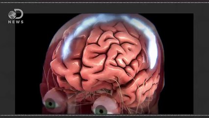 The Science Behind Love At First Sight