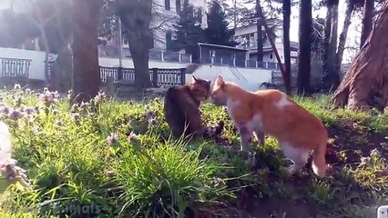 Angry Cat Videos / Angry Cats Compilation
