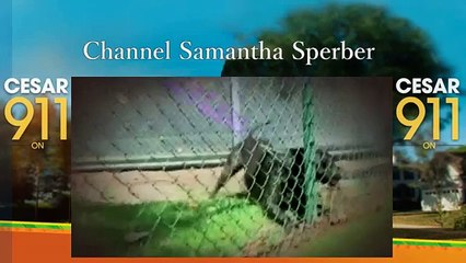 Cesar 911 S2 Ep7 Raging Pit Bull