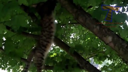 Funny dumb cats - Cute and funny cat fail compilation