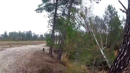 Battue aux sangliers dans les Landes