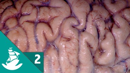 Brain, the last Enigma (part 2-4)