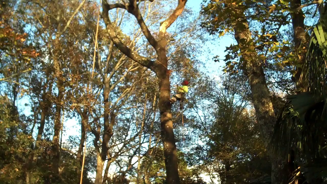 Tree Removal Service Columbia Lexington SC