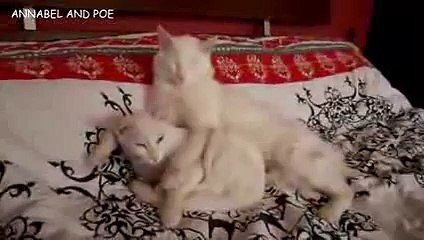 キュートな猫アナベルとポエのおはようのチュっ - おもしろネコビデオ - おもしろ子猫ビデオ 2016