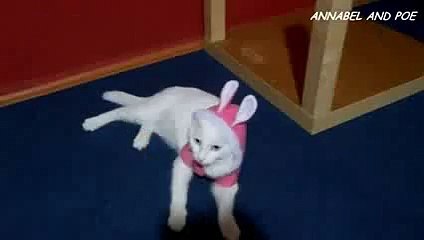 FCAP Videos 50 - Funny Cat Annabel in Bunny Costume 2016