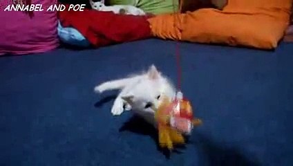 FCAP Videos 17 - Cute Kittens are Playing with Toy Fish 2016
