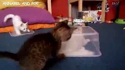 FCAP Videos 12 - Funny Kittens Playing with Transparent Box 2016