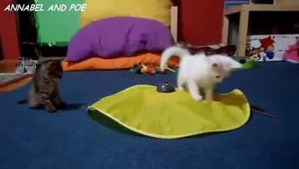 FCAP Videos 22 - Funny Kittens are Playing with New Toy 2016