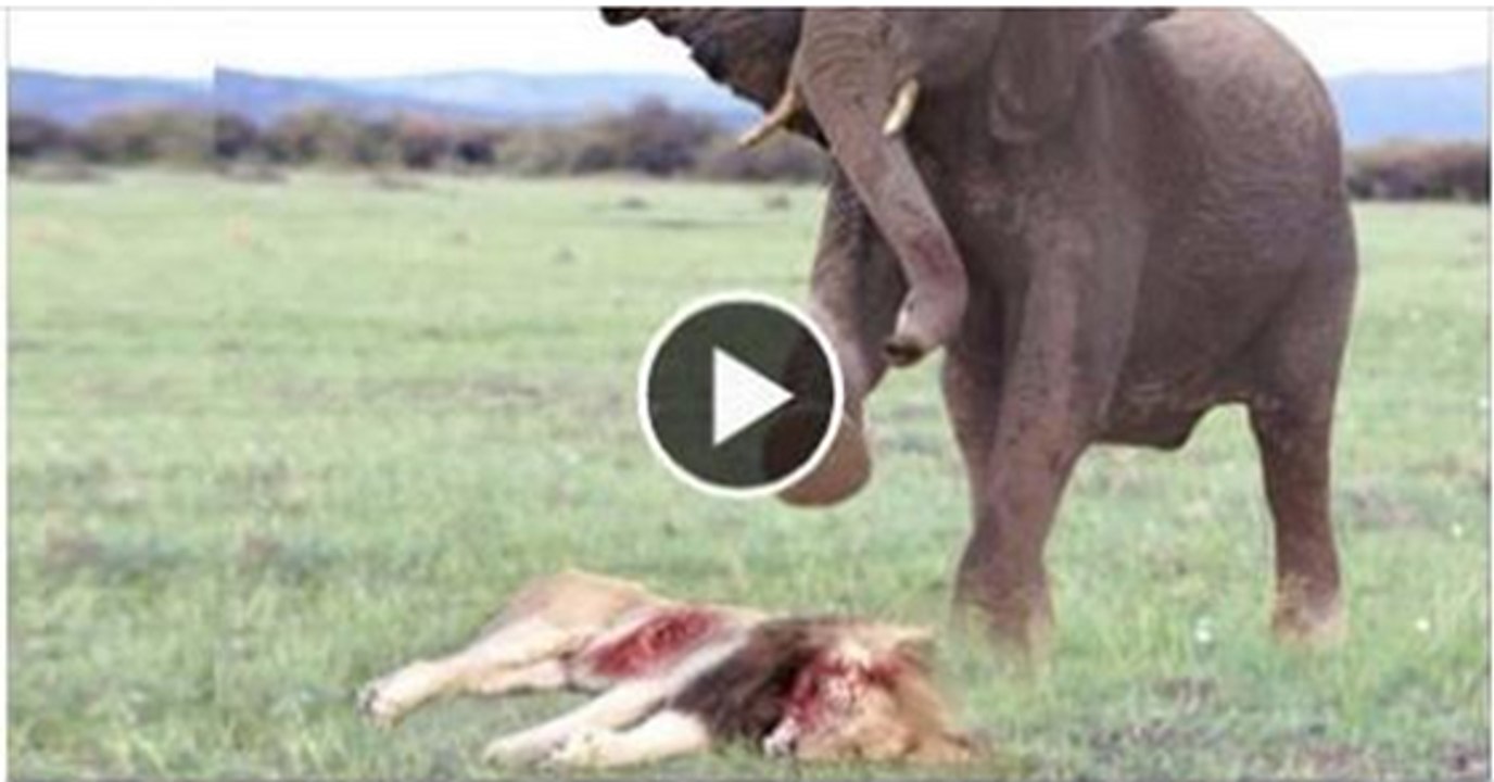 Lion is killed by 3  elephants in Africa
