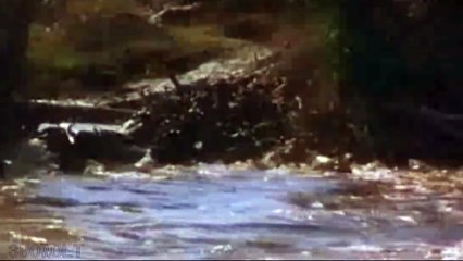 Cómo atacan los cocodrilos