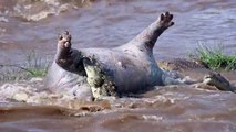 cocodrilos comen un cadaver de hipopotamo