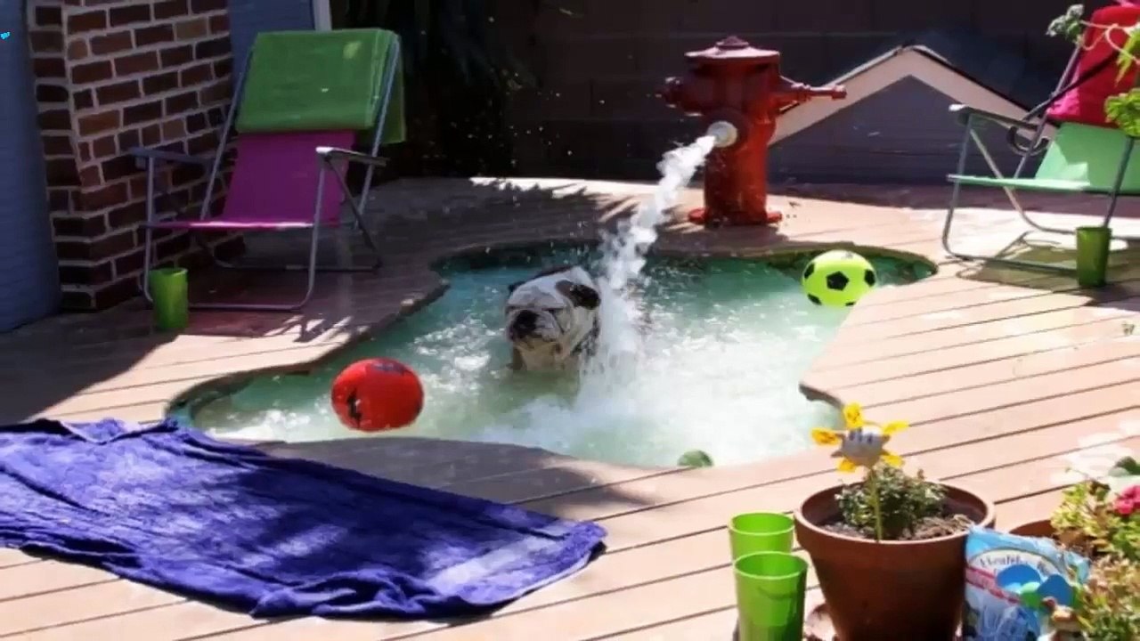 24 perros autosuficientes