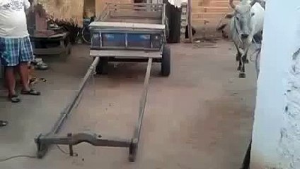 Kendi Arabasına Kendi Binen Öküz