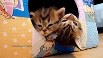 Сute couple of Cute Kittens Falls Asleep  Funny Cats