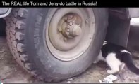 Watch real-life Tom and Jerry battle as cat stalks mouse - but this one doesnt have happy