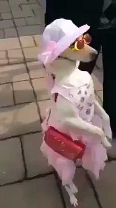 que linda perra