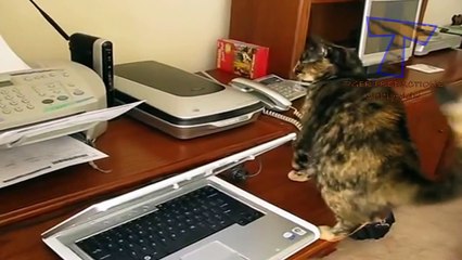Cats vs printers - Funny and cute cat compilation