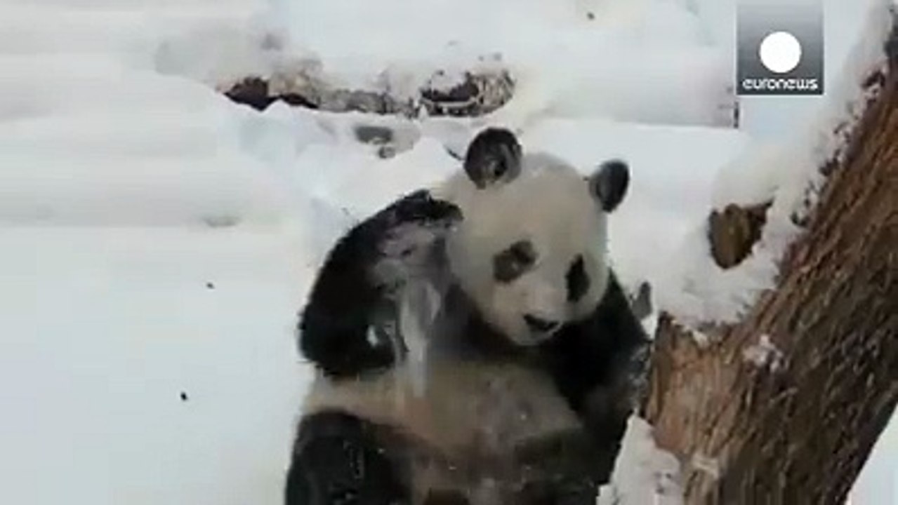 Pandemonium! Giant pandas Jiajia and Mengmeng go crazy for snow in China zoo