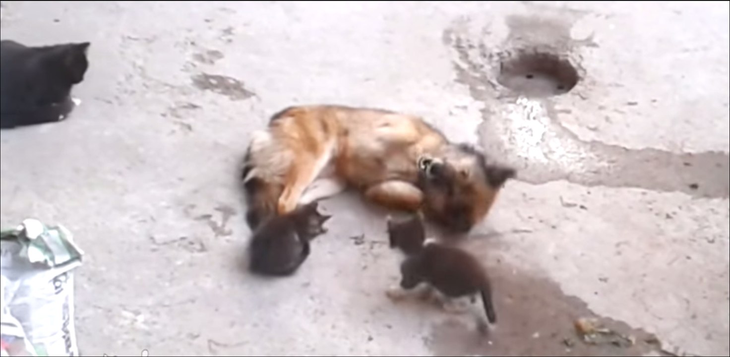 Une jeune maman chat présente ses bébés a un chien