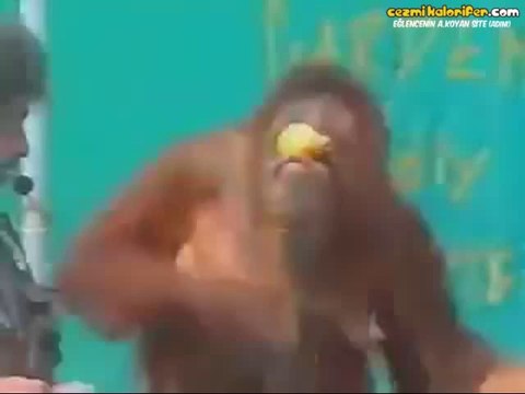 Sihirbazla Beraber Pek Sevimli Sihir Gösterisi Yapan Orangutan