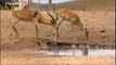 Wild Animal CROCODILE A FIERCE ATTACK deer Safari2 NEW@croos