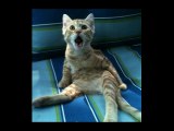 Shocked Cats - Amazing reactions - Top 20 shocked cats