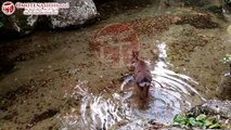 広島県安芸の宮島 厳島へフェリーで