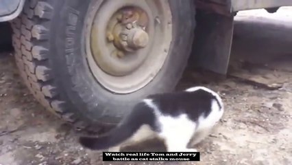 Watch real-life Tom and Jerry battle as cat stalks mouse - but this one doesnt have happy