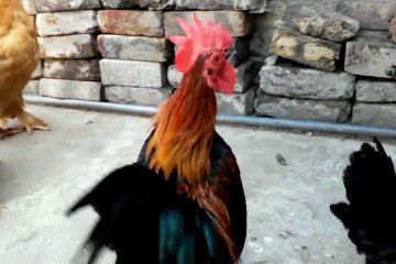 My Golden puff and japanese bintum hens...