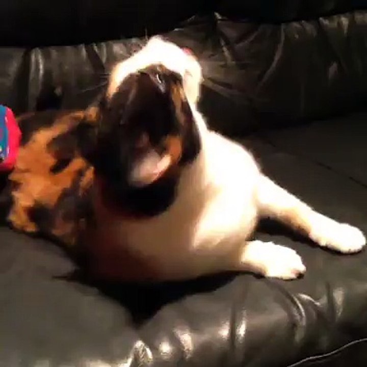 WTF Cat