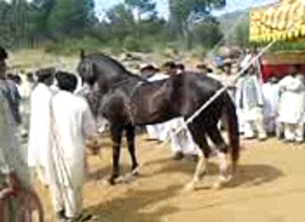 Dans horse