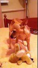 Собака поет