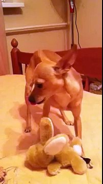 Собака поет